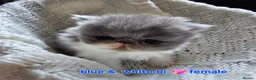 Persian cats for sale: STUNNING  PERSAINS  - Advert 8