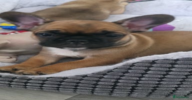French Bulldog dogs - Advert 3
