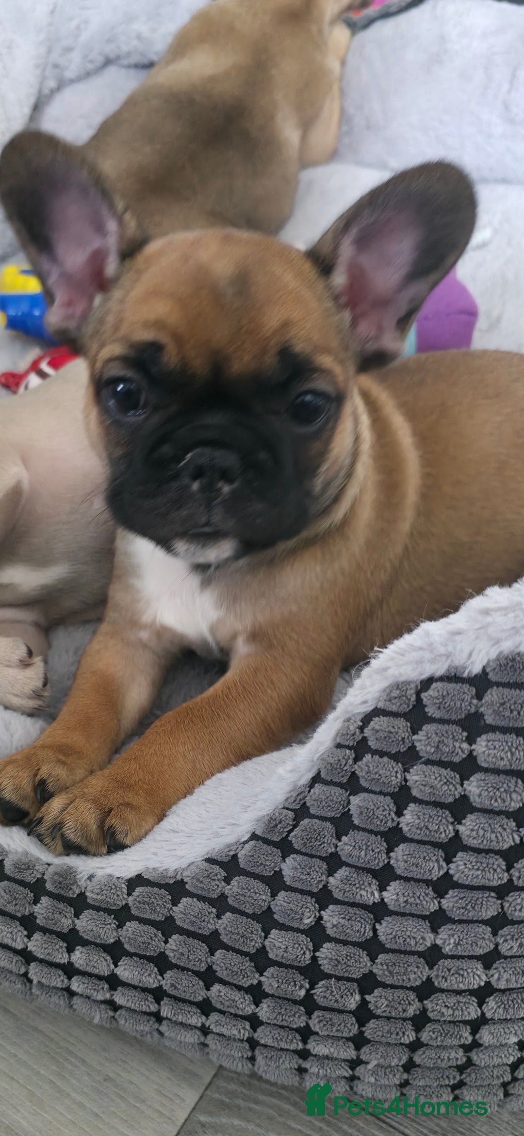 French Bulldog dogs for sale: French bulldog  - Image 3
