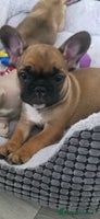 French Bulldog dogs - Advert 10