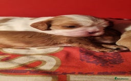 Cavalier King Charles Spaniel dogs for sale: Cavaliers King Charles spaniels - Image 12