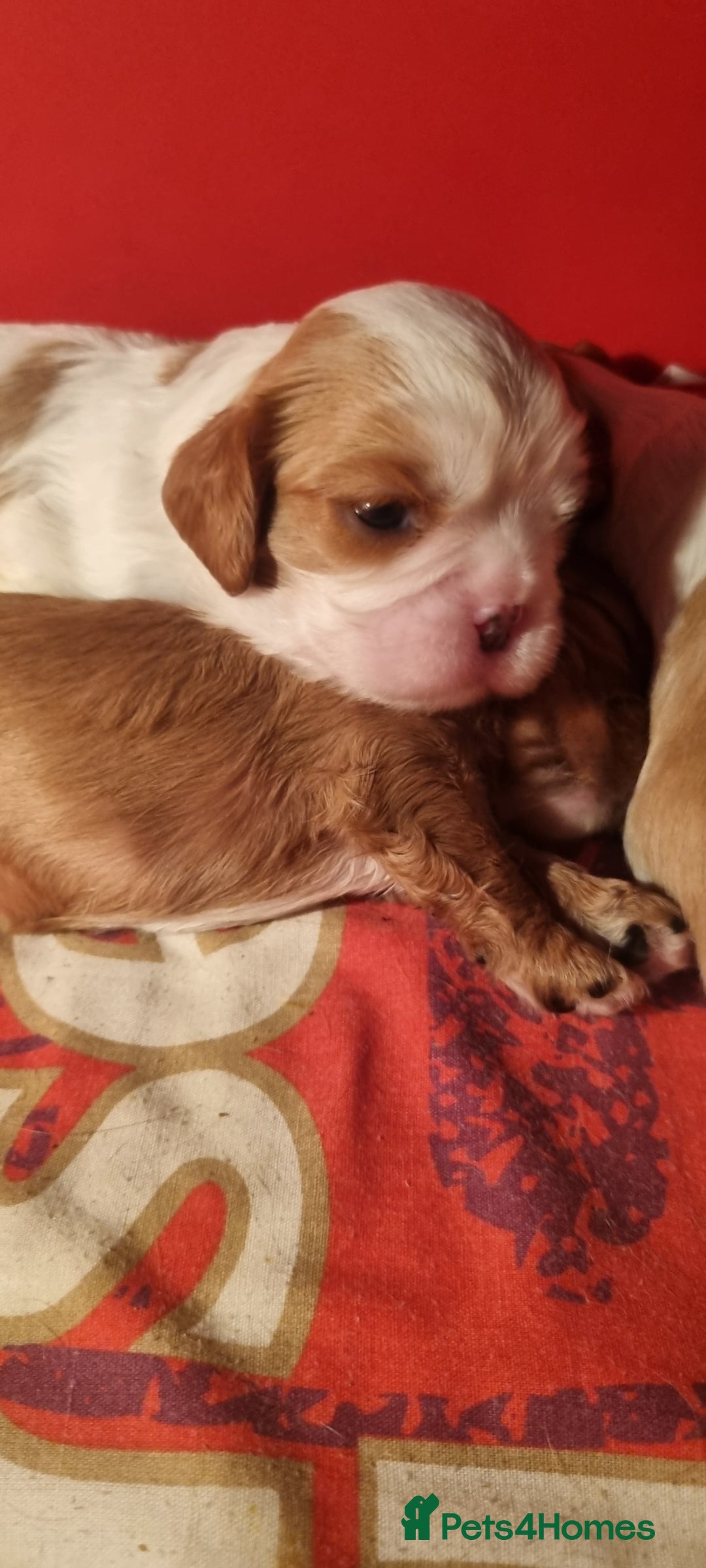 Cavalier King Charles Spaniel dogs for sale: Cavaliers King Charles spaniels - Image 12