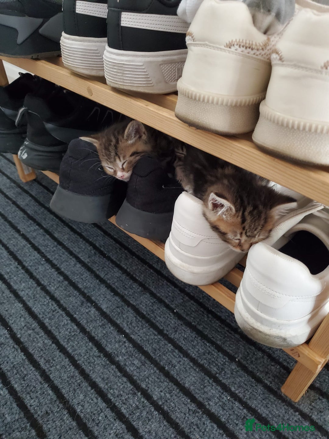 British Shorthair cats for sale: Adorable British Shorthair x Tabby Kittens - Image 6
