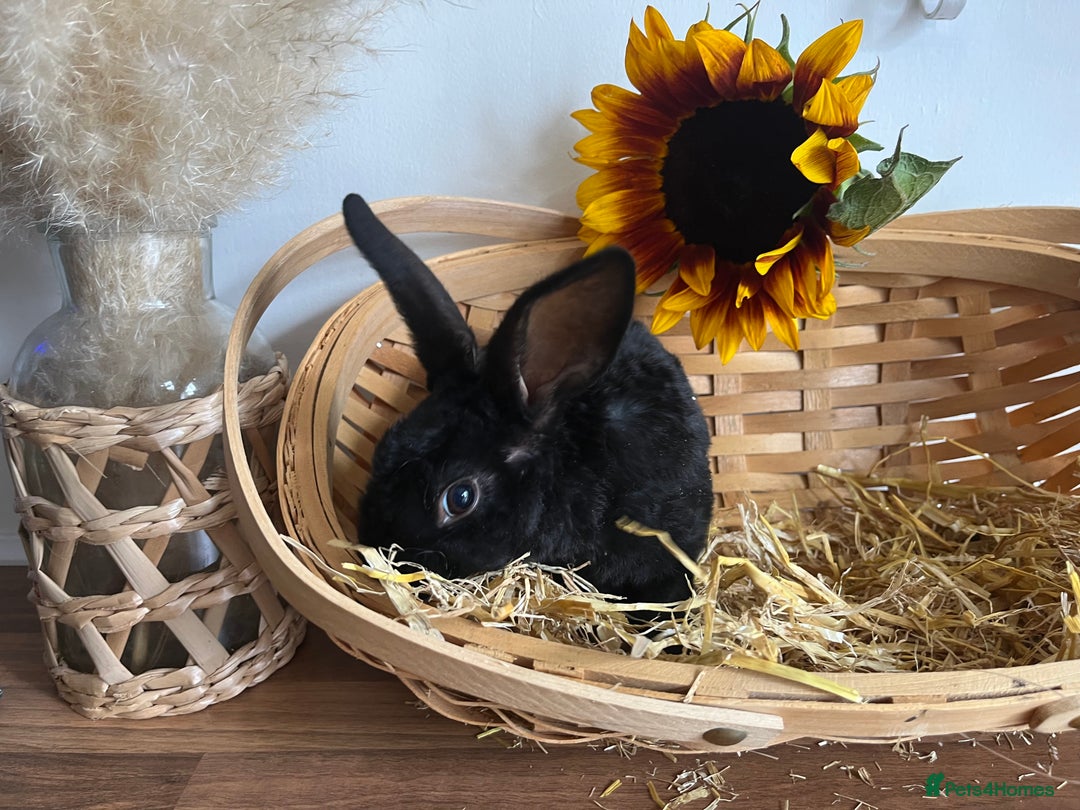 Mixed Breed rabbits for sale: Mixed breed bunnies for sale £30 each - Image 8