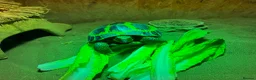 Hermann Tortoise reptiles for sale: Male Tortoise Looking for a Loving Home - Advert 16