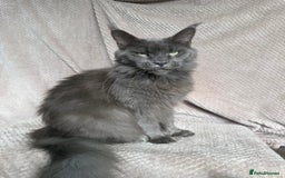 Maine Coon cats for sale: Female Black Smoke Maine Coon kittens - Image 4