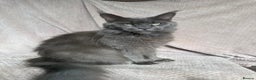 Maine Coon cats for sale: LAST Female Black Smoke Maine Coon kittens - Advert 17