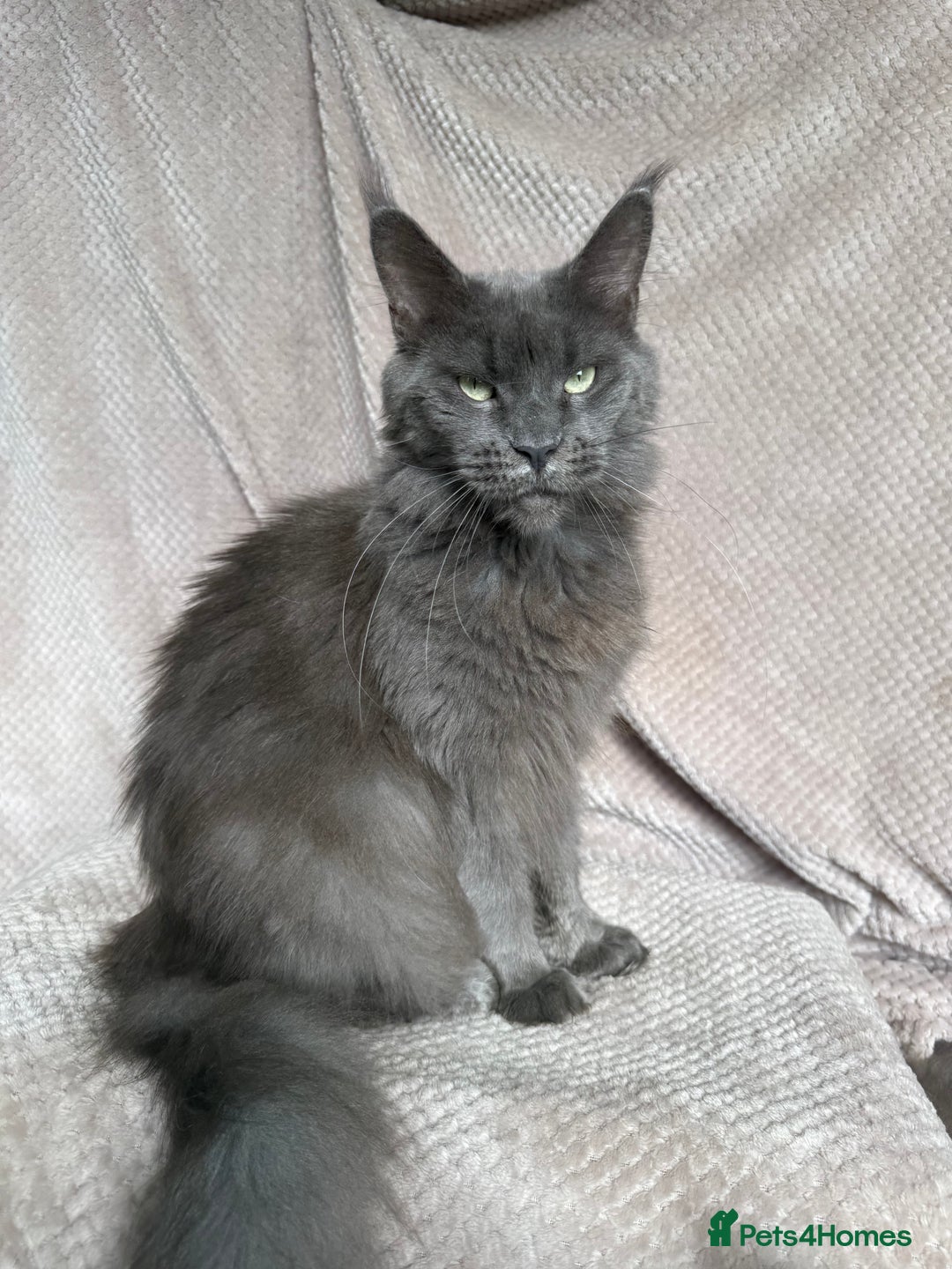 Maine Coon cats for sale: Female Black Smoke Maine Coon kittens - Image 4