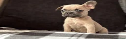 French Bulldog dogs for sale: Beautiful French Bulldog Puppies  - Advert 7