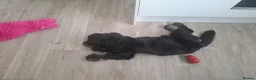 Cocker Spaniel dogs for sale: SOLD  -  KC show black & tan male cocker puppy - Advert 5