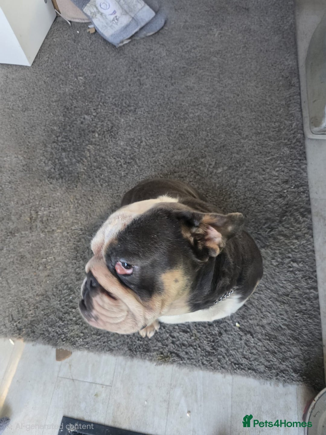 English Bulldog dogs for sale: Tri English bulldog  - Advert 2