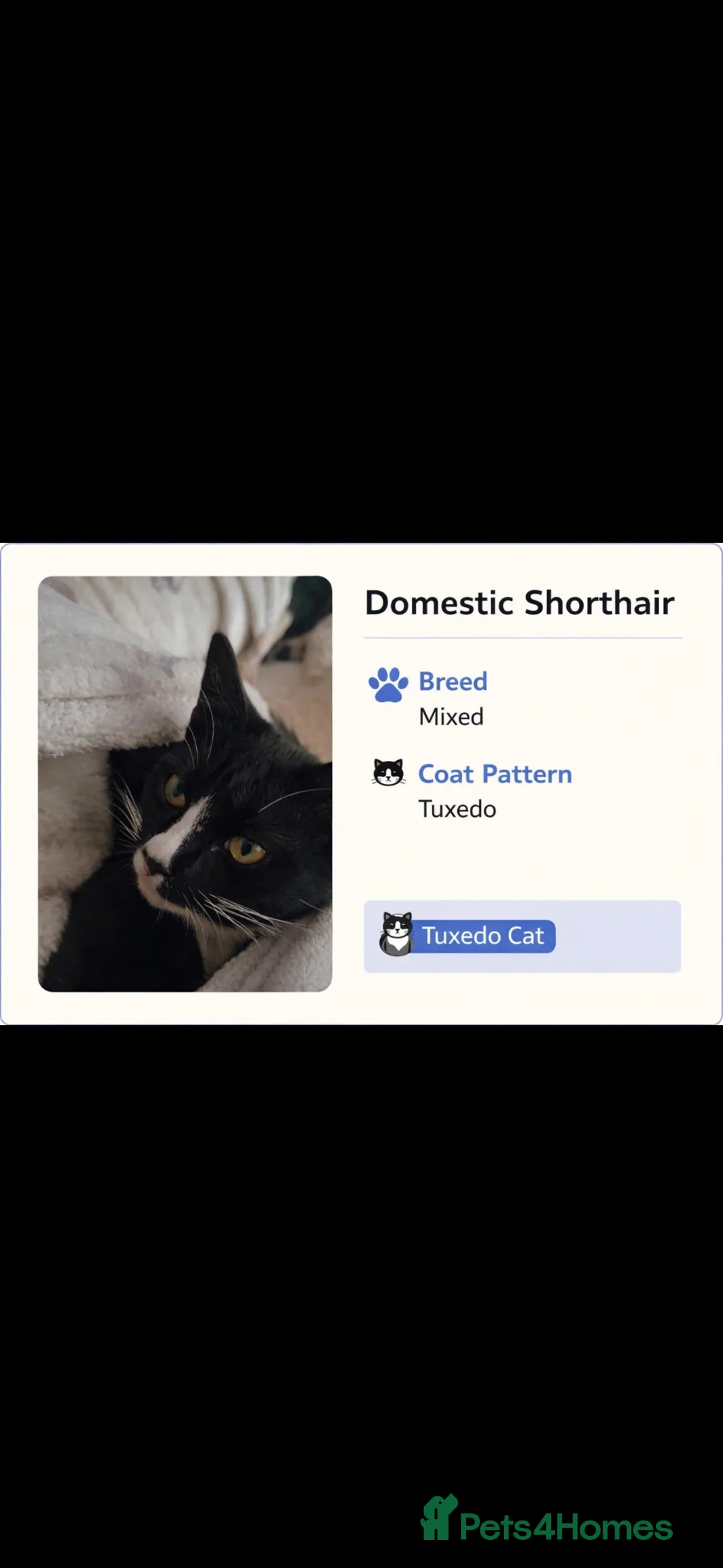 Mixed Breed cats for sale: Tuxedo mixed breed kittens  in Rotherham - Advert 2