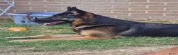 German Shepherd dogs for sale: German shepard  - Advert 3