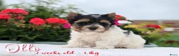 Yorkshire Terrier dogs for sale: One boy left Biewer Terriers! - Advert 9