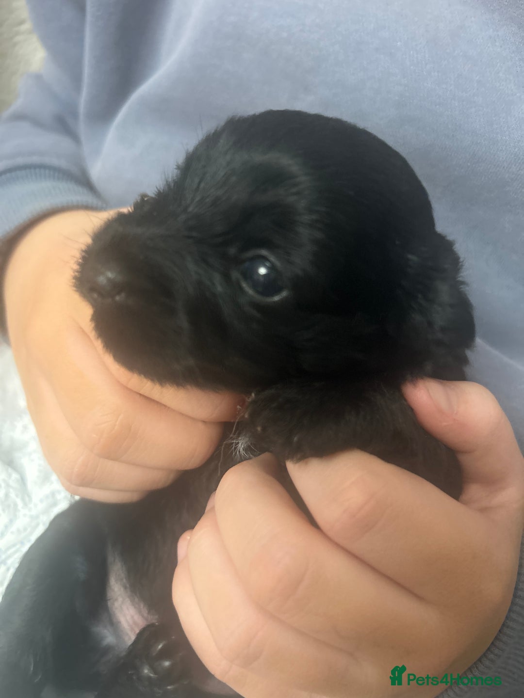 Mixed Breed dogs for sale: ‼️REDUCED 2 BEAUTIFUL YORKIPOO BOY READY NOW‼️  - Advert 15