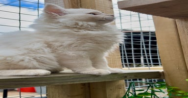 Ragdoll cats - Advert 11