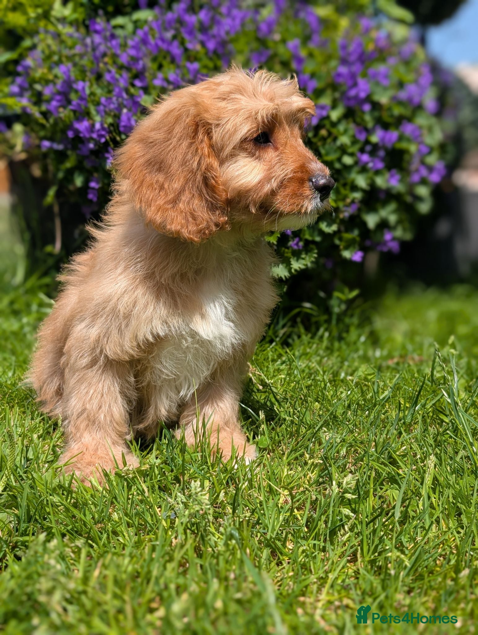 Cavapoo dogs ⭐⭐⭐⭐⭐ F1 Cavapoo puppies Health tested parents.  - Advert 2
