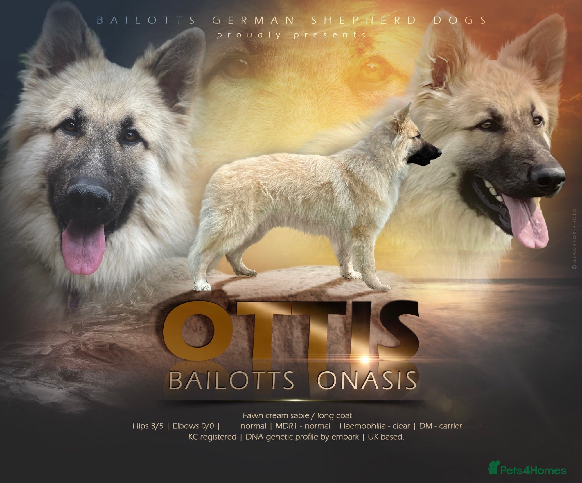 German Shepherd dogs FOR STUD. CREAM SABLE. LONG COATED. HEALTH TESTED in Royston - Advert 17