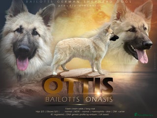 German Shepherd dogs in Royston - Advert 4