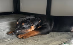 Mixed Breed dogs for sale: Pure breed Chinese red dog puppies/Laizhou Hong - Image 1