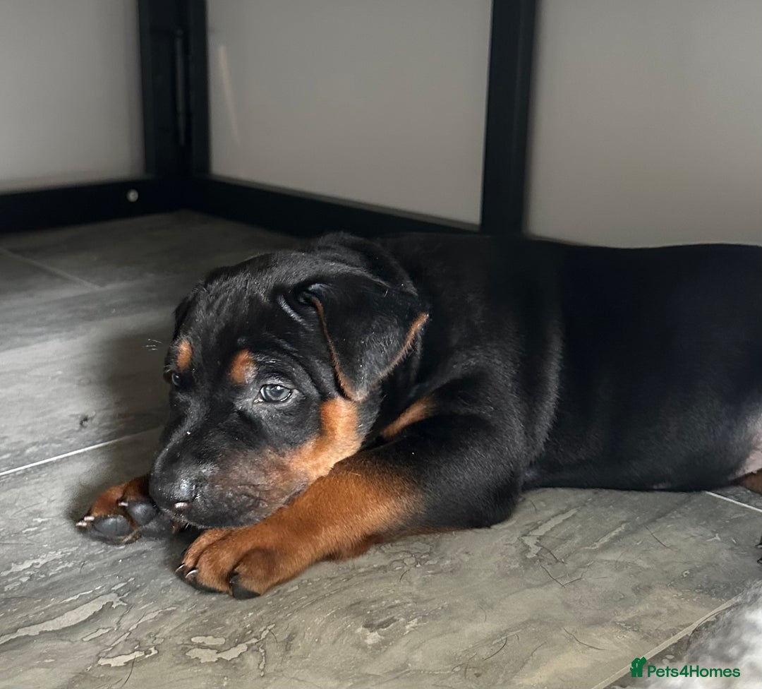 Mixed Breed dogs for sale: Pure breed Chinese red dog puppies/Laizhou Hong - Image 1