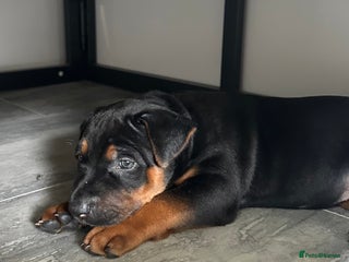 Mixed Breed dogs - Advert 4