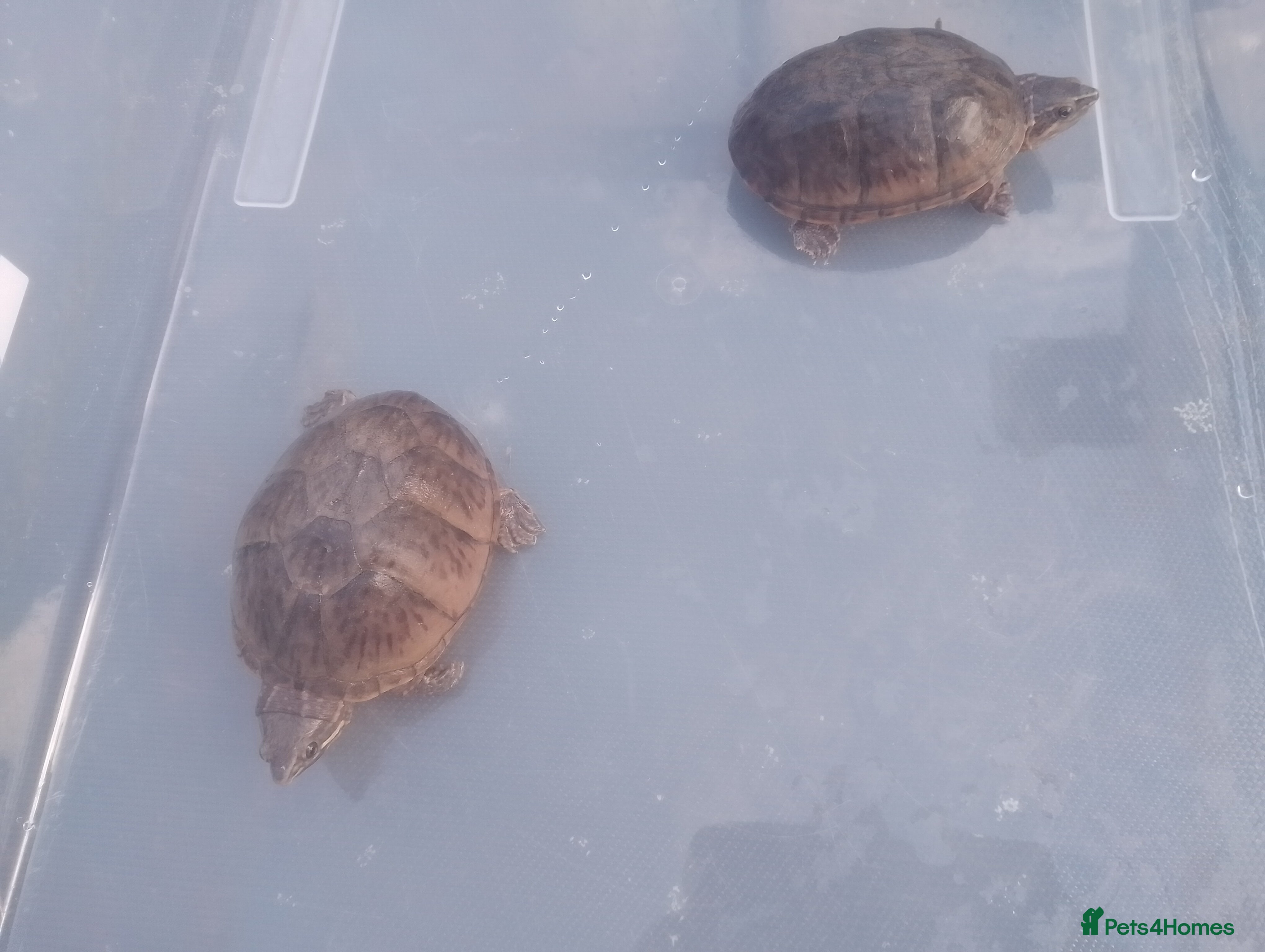 Turtle reptiles Two healthy musk turtles need rehoming for sale - Advert 6
