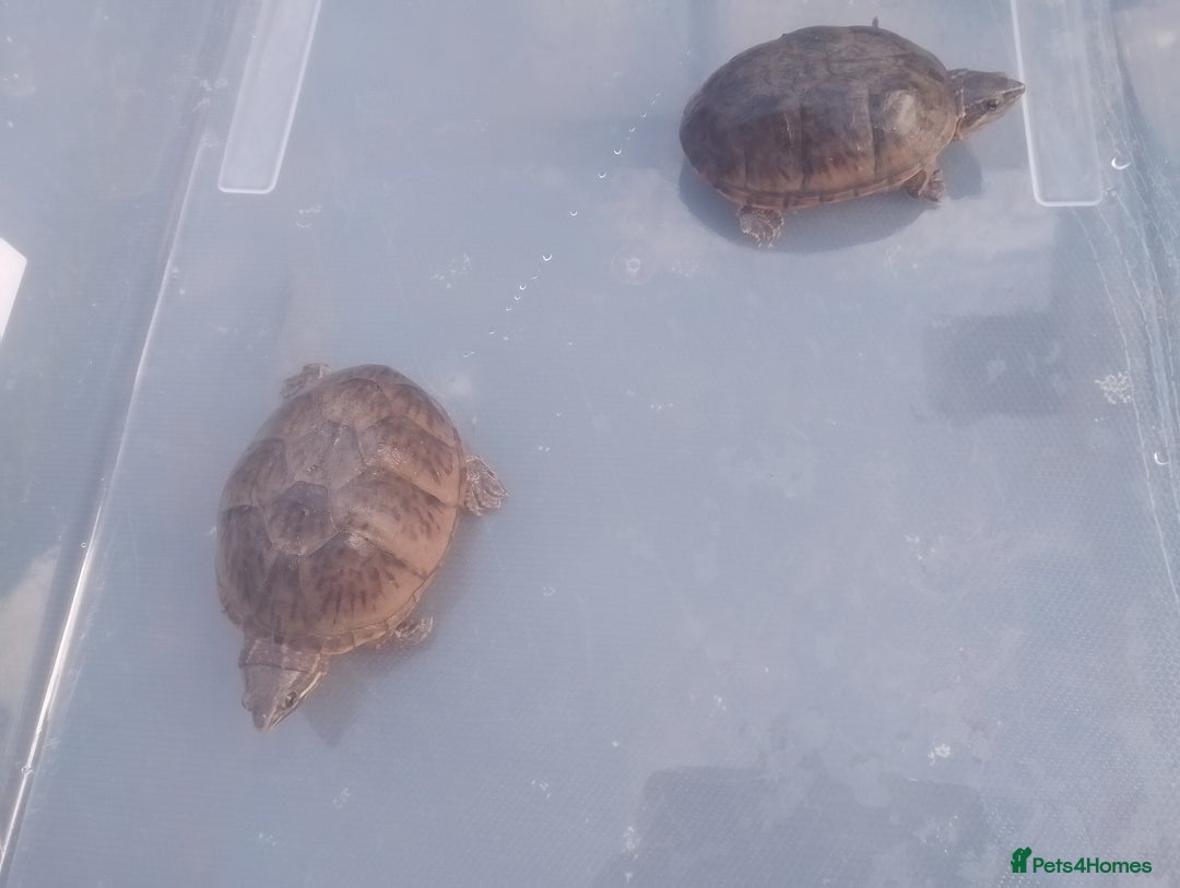 Turtle reptiles for sale: Two healthy musk turtles need rehoming for sale - Image 1