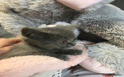 British Shorthair cats for sale: Stunning fluffy kittens  - Image 30