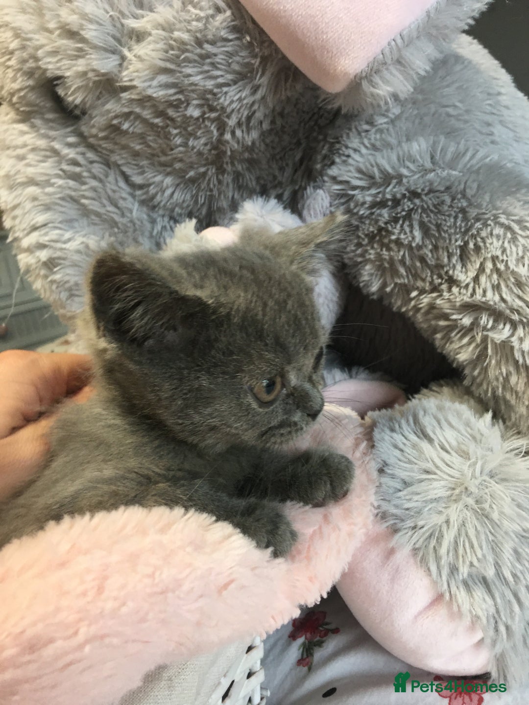 British Shorthair cats for sale: Stunning fluffy kittens  - Image 30