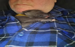 Staffordshire Bull Terrier dogs for sale: ForSale blue Staffordshire staffy pups 1 GIRL LEFT - Image 26