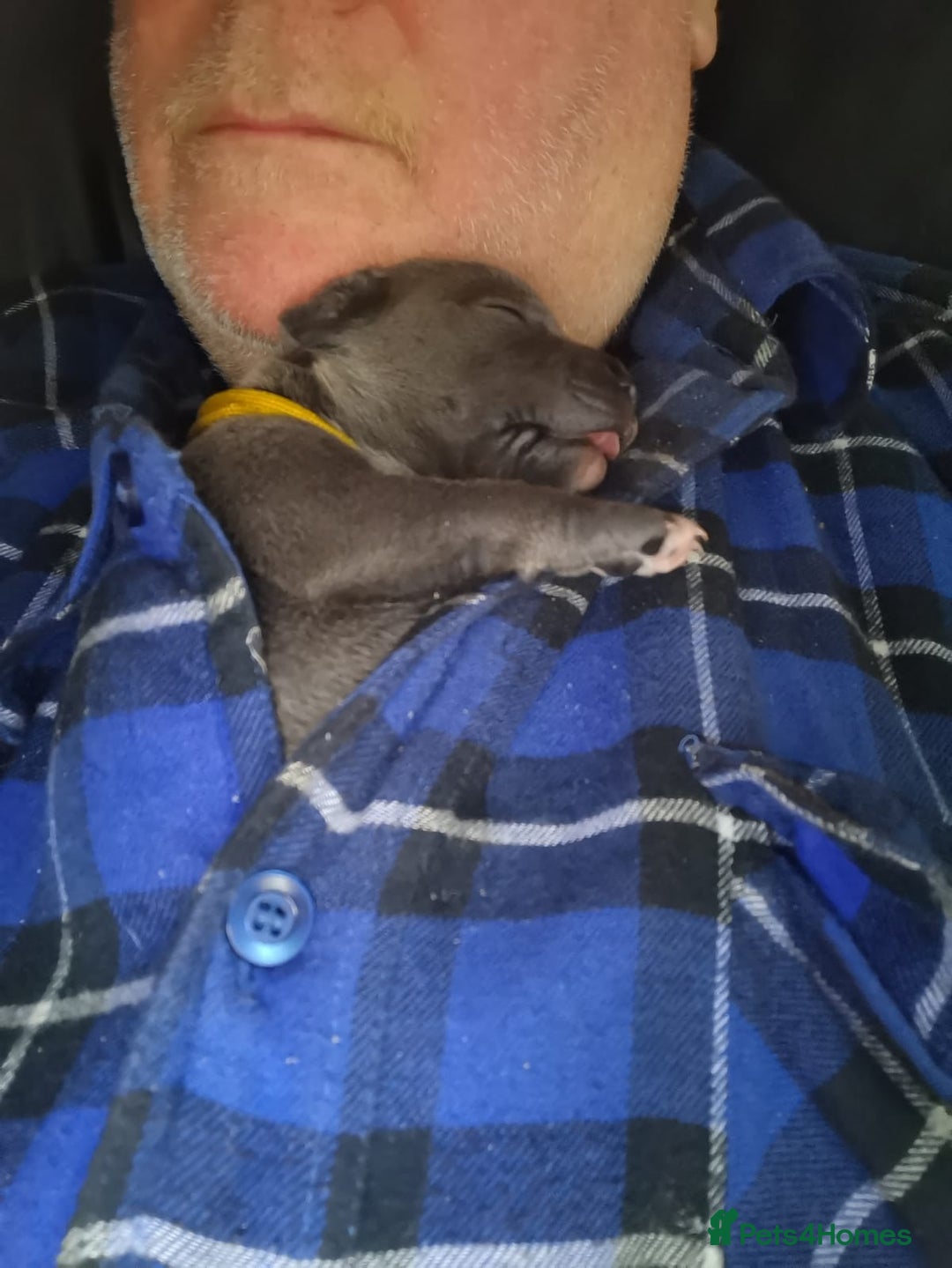 Staffordshire Bull Terrier dogs for sale: ForSale blue Staffordshire staffy pups 1 GIRL LEFT - Image 26