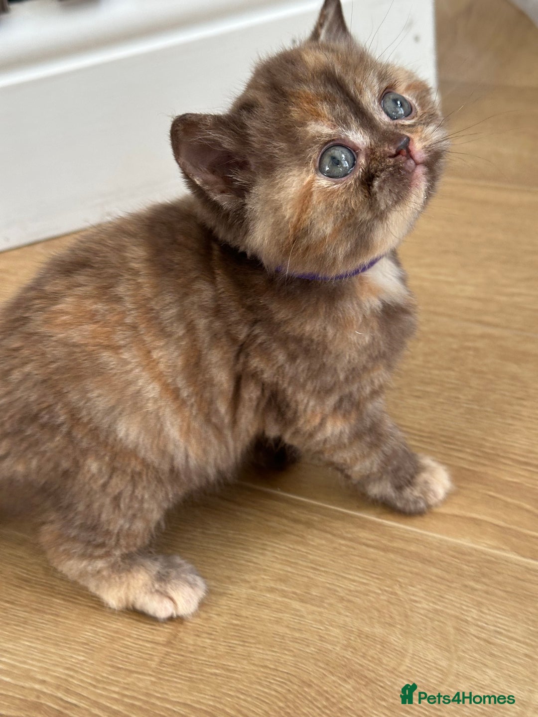 British Shorthair cats for sale: 😻Beautiful Chocolate Tortie BSH Kittens😻🎀 - Advert 15