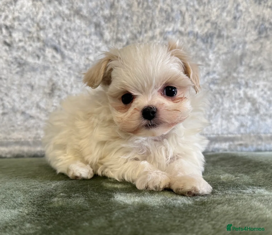 Maltipoo dogs for sale: Tiny f1b maltipoos  - Advert 16