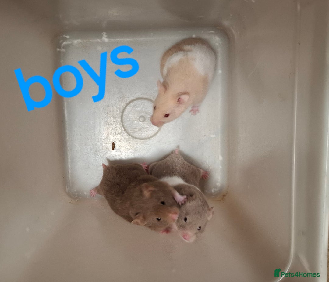 Hamster rodents for sale: Baby Syrian Hamsters - Advert 7