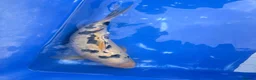 Koi Carp fish for sale: Japanese koi for sale’s  - Advert 5