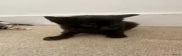 Domestic Shorthair cats for sale: Pretty nice kittens to rehome  - Advert 14