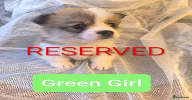 Welsh Corgi Pembroke dogs - Advert 7