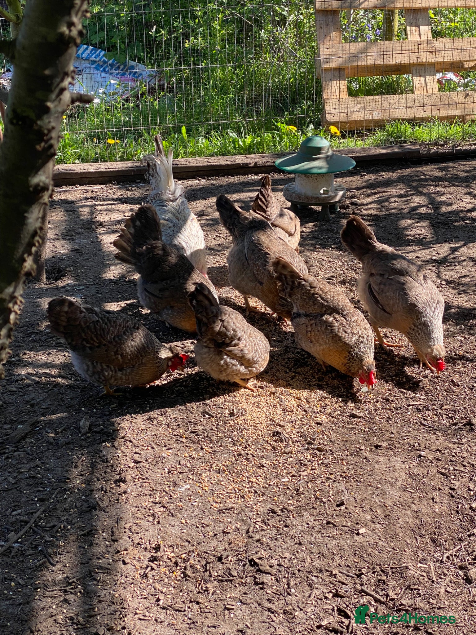 Chickens poultry 6 fertile cream legbar eggs  - Advert 5