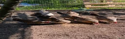 Chickens poultry for sale: 6 fertile cream legbar eggs  in Nuneaton - Advert 1