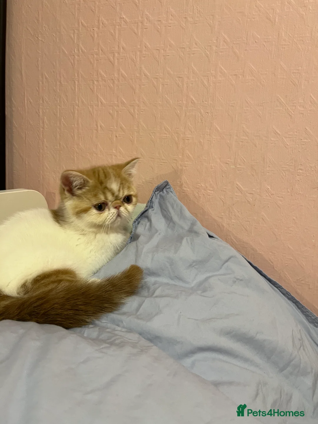 Exotic cats for sale: Exotic kittens  - Advert 17