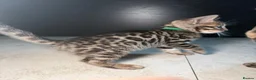 Bengal cats for sale: Bengal Male Kittens  - Advert 5