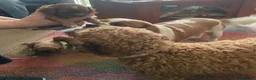 Cavapoo dogs for sale: Ready to go now! Cavapoo puppies - Advert 3