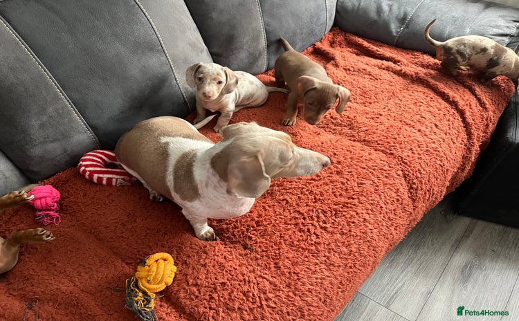 Miniature Dachshund dogs - Advert 5