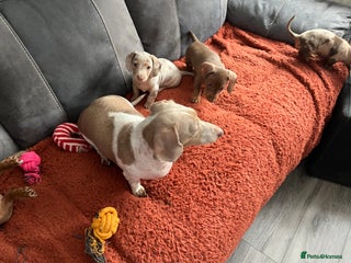 Miniature Dachshund dogs - Advert 13