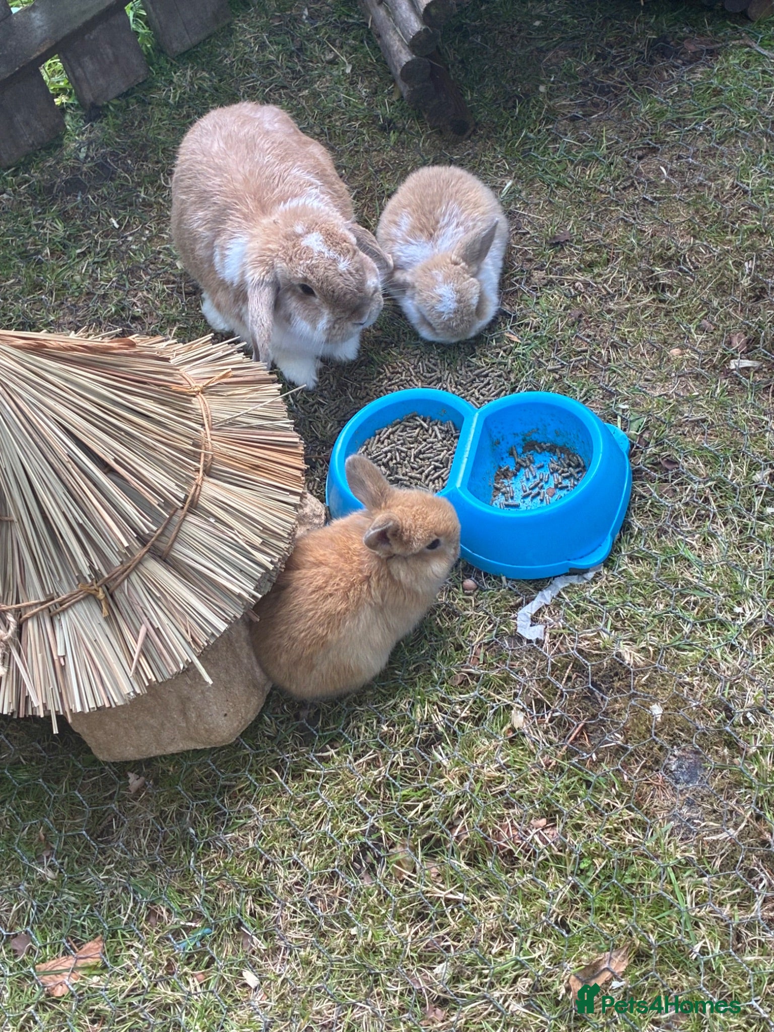 Dwarf Lop rabbits Lop and dwarf baby rabbits  - Advert 6