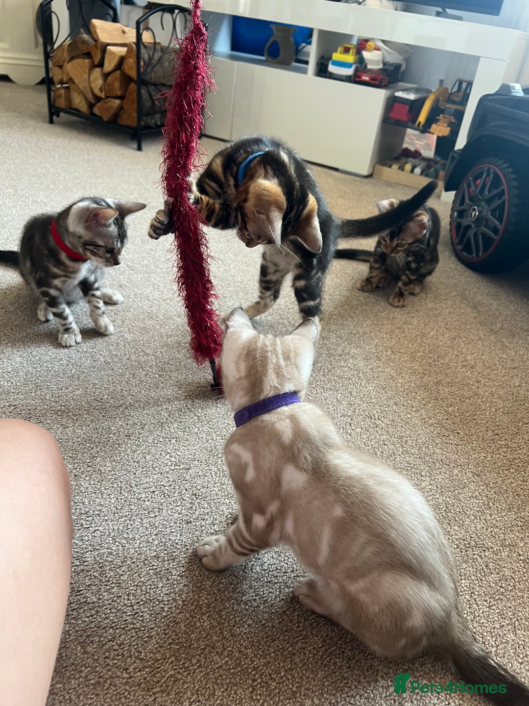 Bengal cats for sale: 🐾 TICA REGISTERED, READY TO LEAVE  😍😍 - Image 39