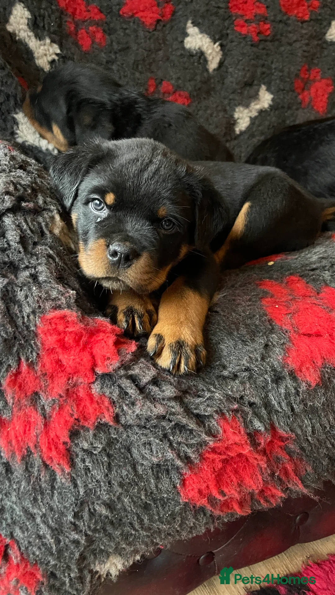 Rottweiler dogs for sale: Champion-Bred Rottweiler Puppies for Loving Homes - Advert 14