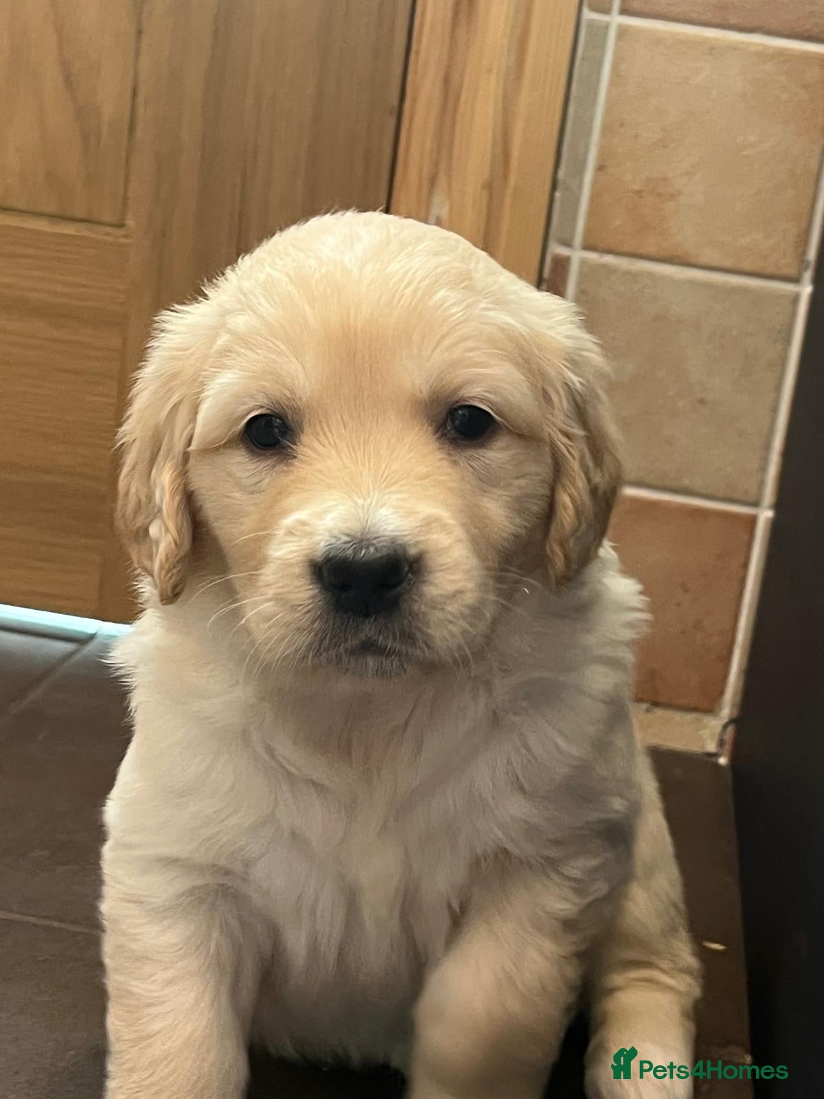 Golden Retriever dogs Kennel Club Health Tested Golden Retriever Puppies - Advert 1