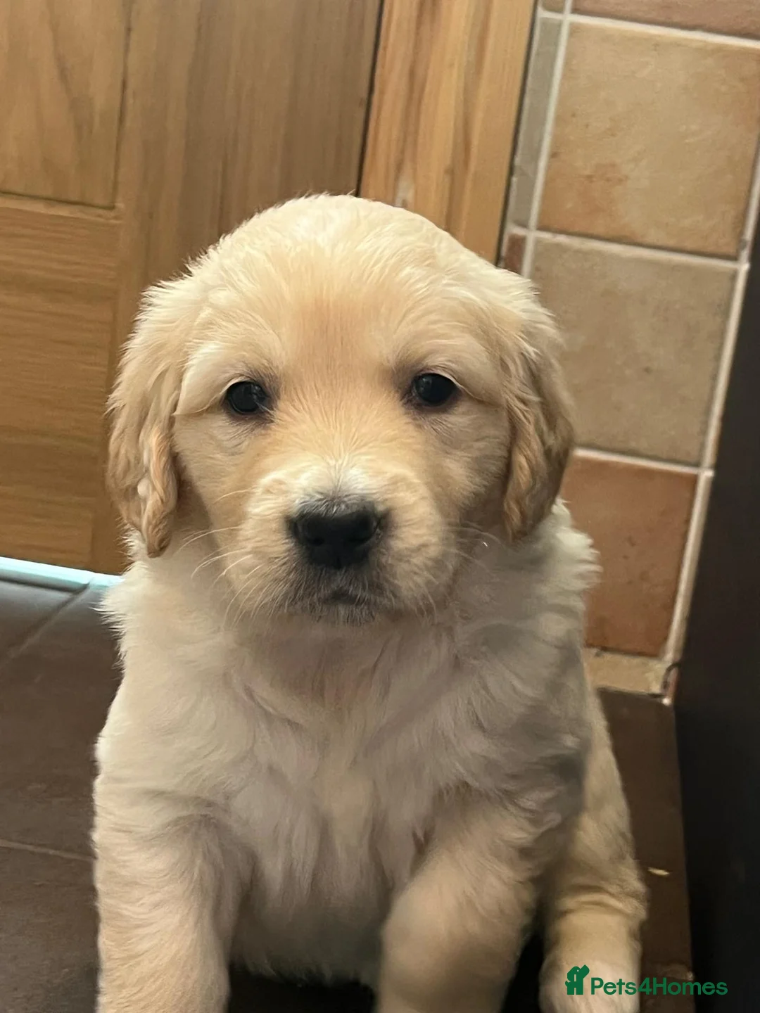 Golden Retriever dogs for sale: Kennel Club Health Tested Golden Retriever Puppies - Advert 1